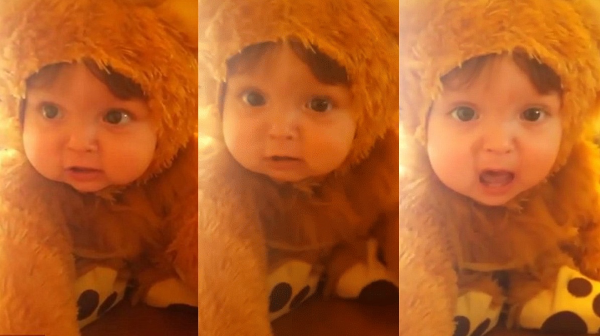 sư tử nhí gầm đáng yêu ảnh 1 su tu nhi gam dang yeu anh 1