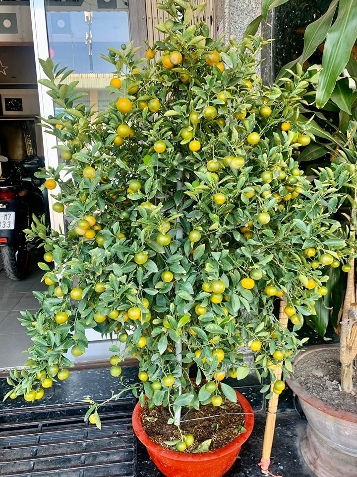 khánh vân cắm hoa đón tết ảnh 14 khanh van cam hoa don tet anh 14