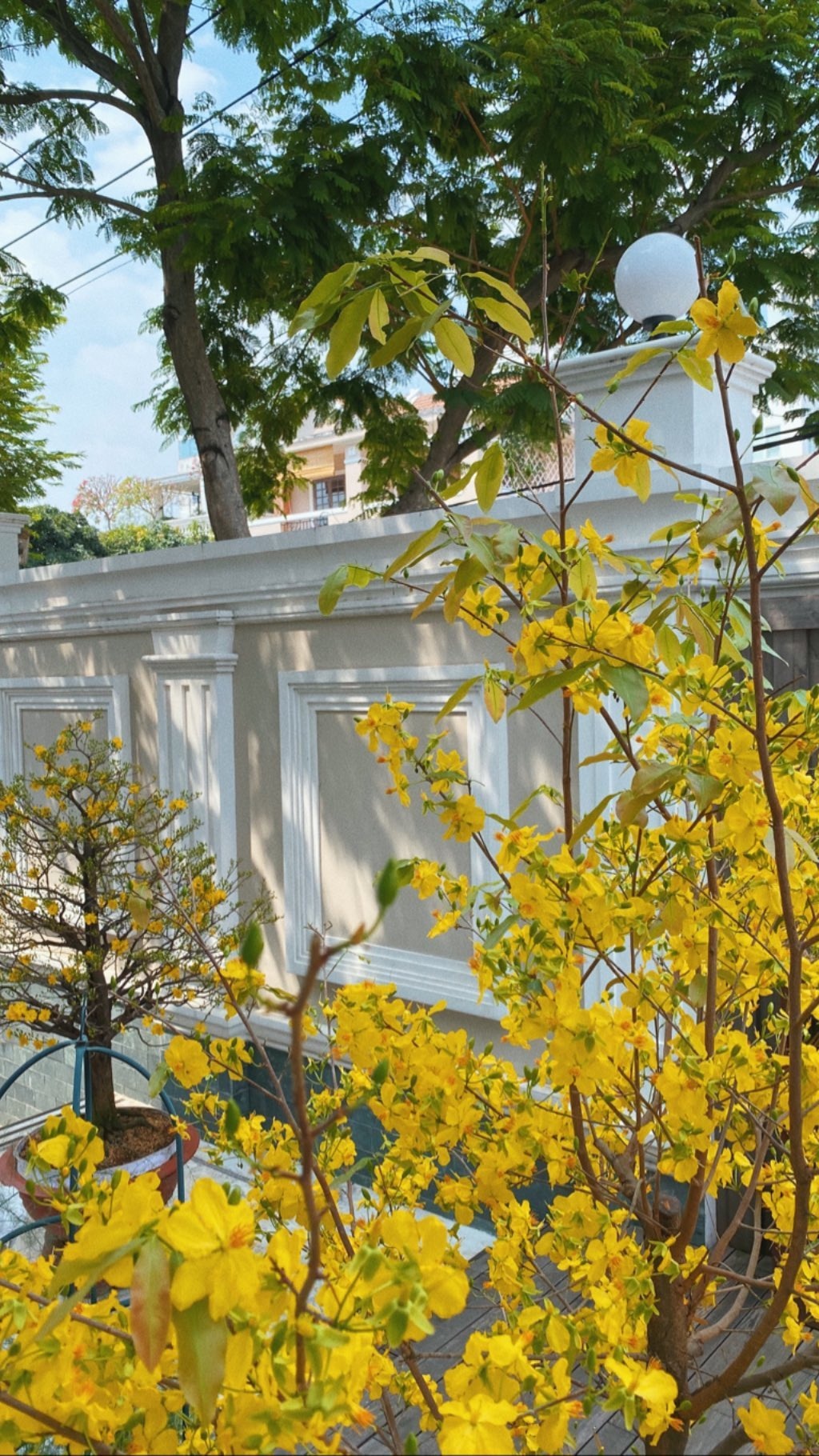 khánh vân cắm hoa đón tết ảnh 5 khanh van cam hoa don tet anh 5