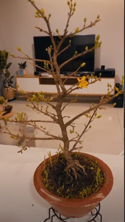 khánh vân cắm hoa đón tết ảnh 9 khanh van cam hoa don tet anh 9