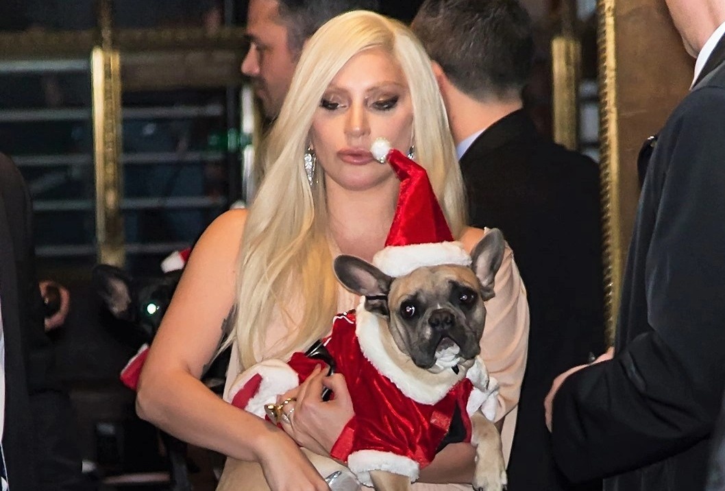 Bat giu 5 ke tinh nghi trong vu cuop thu cung cua Lady Gaga hinh anh