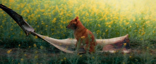 bình luận phim Cậu Vàng ảnh 4 binh luan phim Cau Vang anh 4