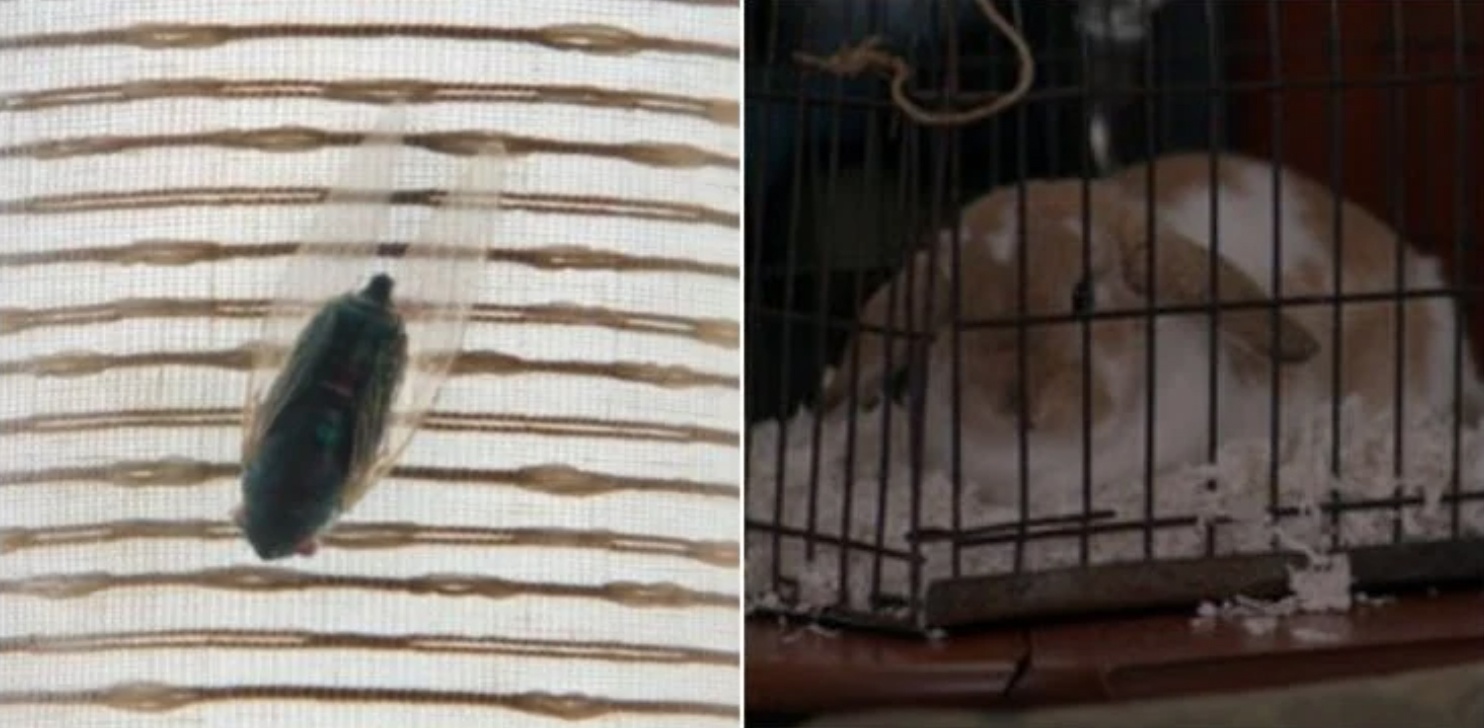 10 gia thiet xoay quanh phu thuy Agatha Harkness cua MCU anh 9