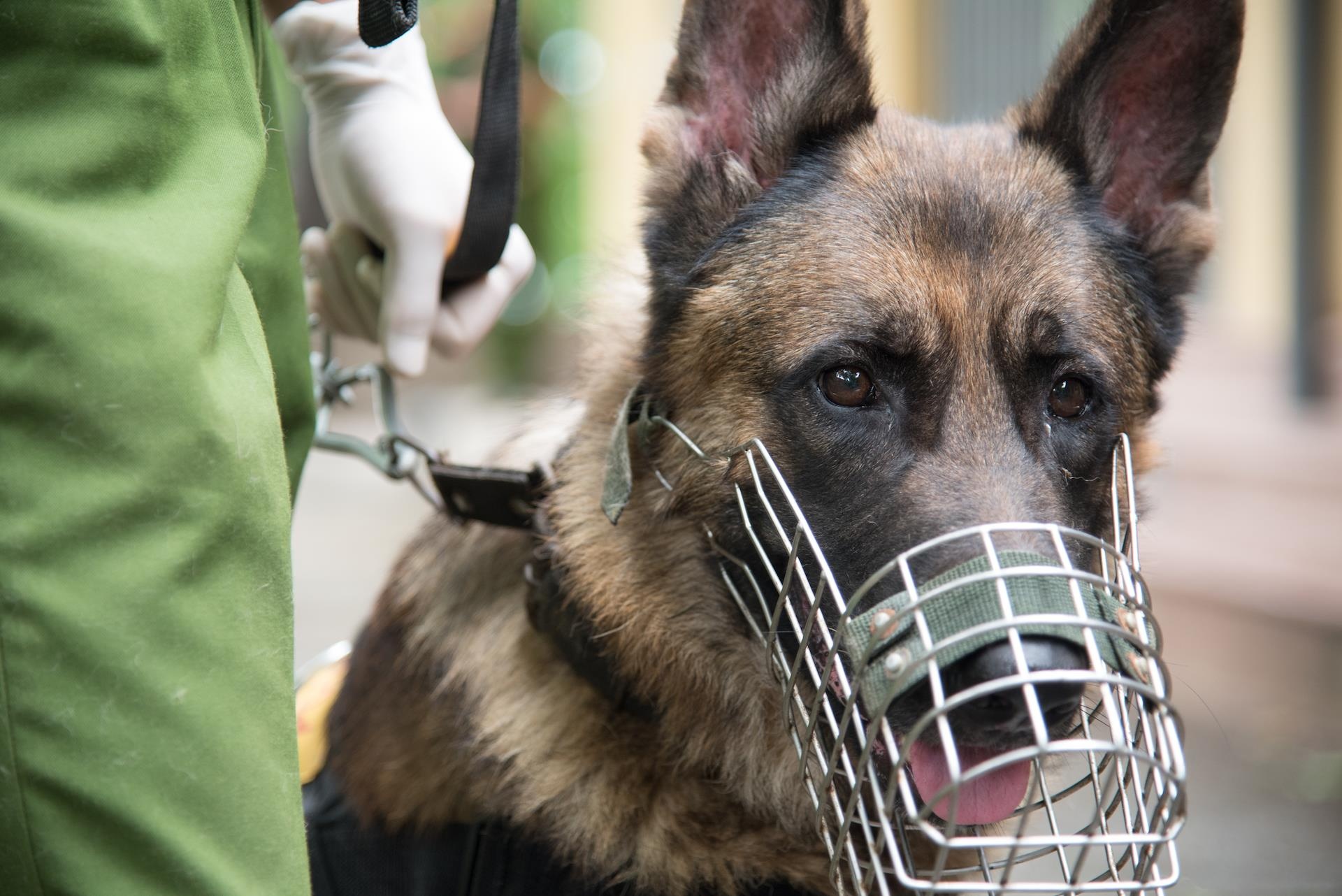 Cho nghiep vu phat hien ma tuy, thuoc no sau 3 giay hinh anh