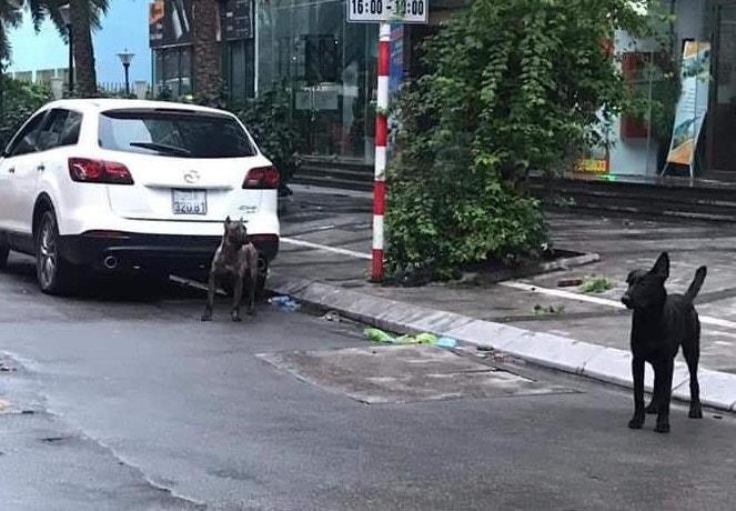 Phong tỏa khu phố vì 3 con chó thả rông ảnh 1 Phong toa khu pho vi 3 con cho tha rong anh 1