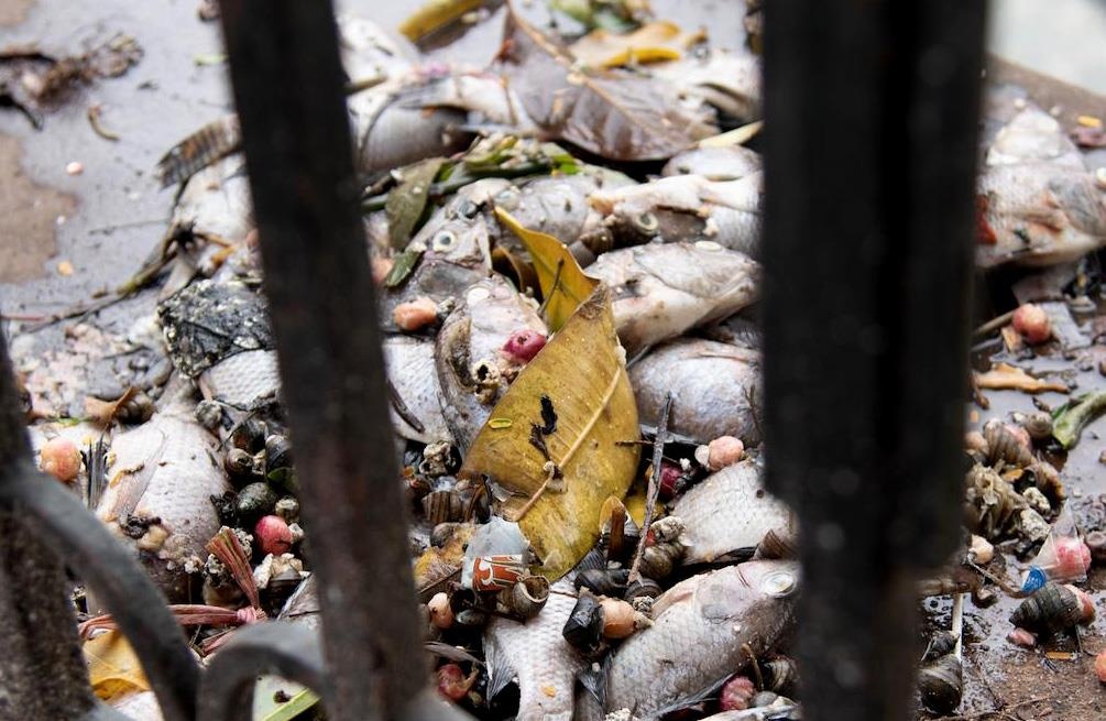 Ca chet hang loat o ho Van Chuong hinh anh