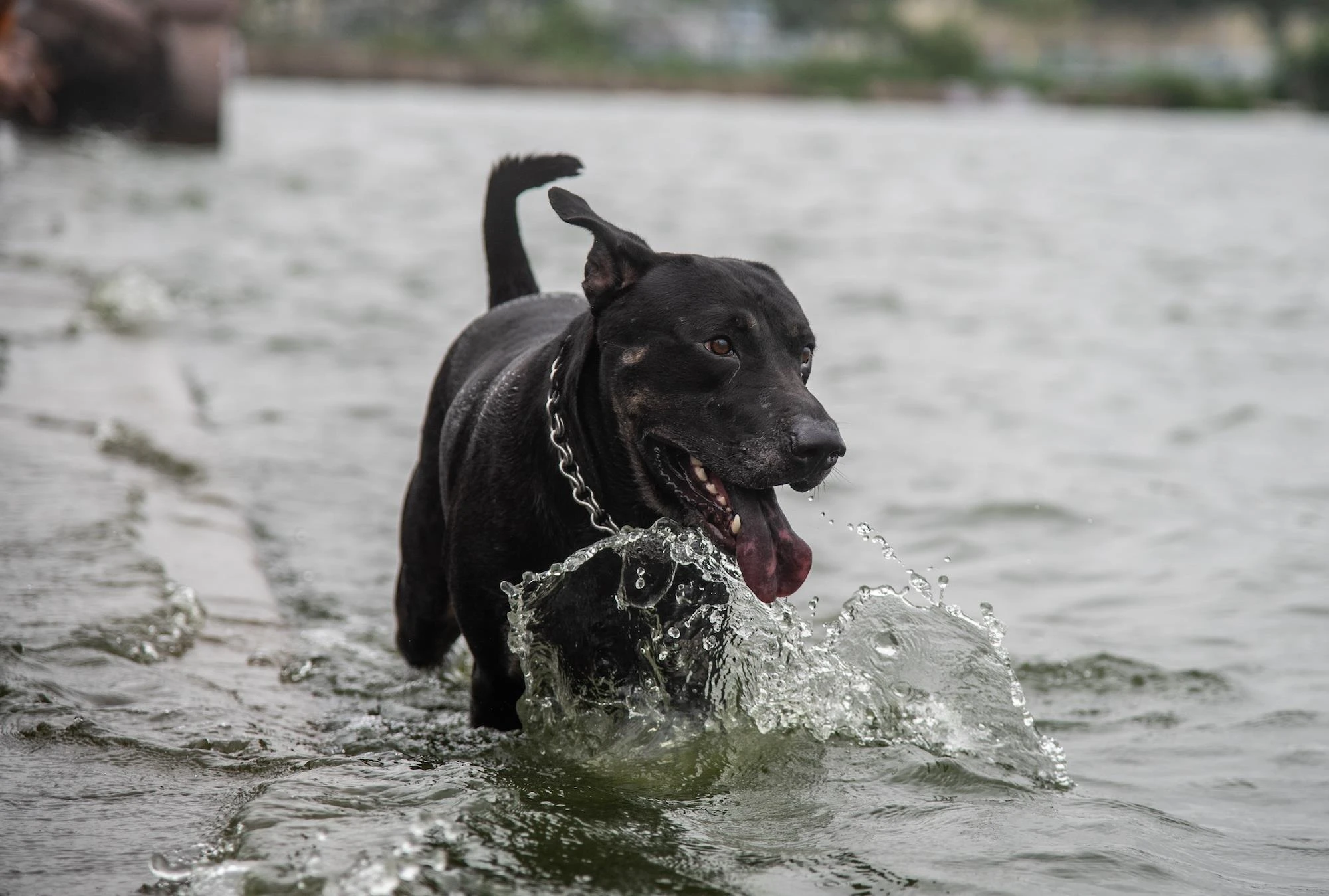 Nguoi dan giai nong tai Ho Tay anh 10