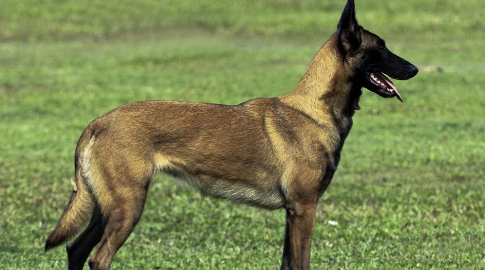 Den tham chau ngoai, ba lao bi cho Malinois can trong thuong hinh anh