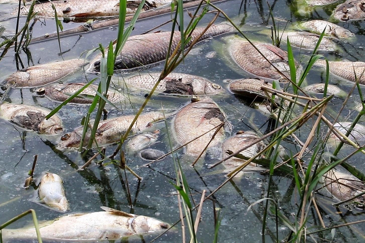 Ca chet noi trang mat ho Cong vien Yen So hinh anh