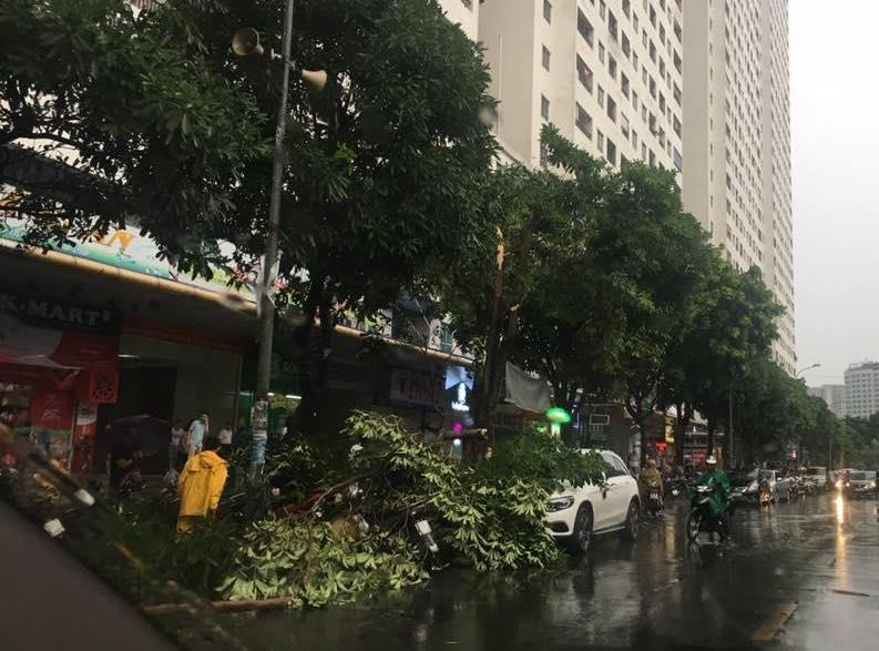 Cây đổ hàng loạt ở bán đảo Linh Đàm ảnh 2 Cay do hang loat o ban dao Linh Dam anh 2