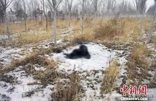 xac chet giua rung tuyet anh 1