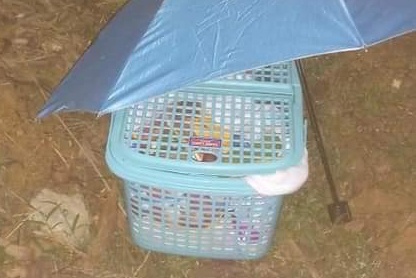 Be so sinh bi bo roi o Thai Nguyen anh 1