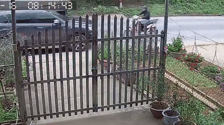 Tai xe xe may vuot au bi oto hat vang hinh anh