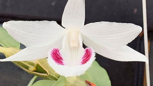 Lua ban phong lan dot bien gia, chiem doat 4,6 ty hinh anh