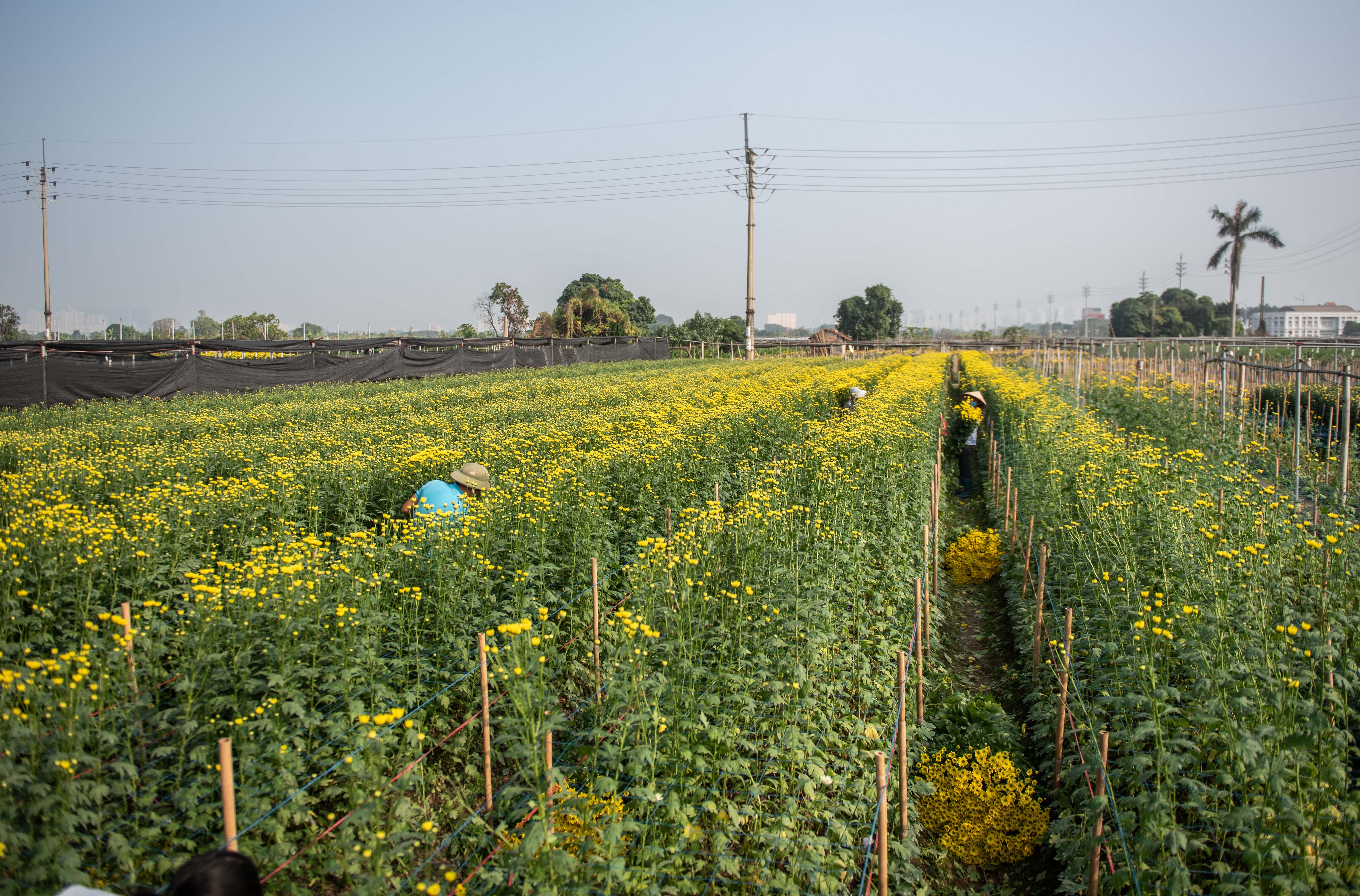 Dan thu hoach hoa cuc ban dip ram thang chap anh 1