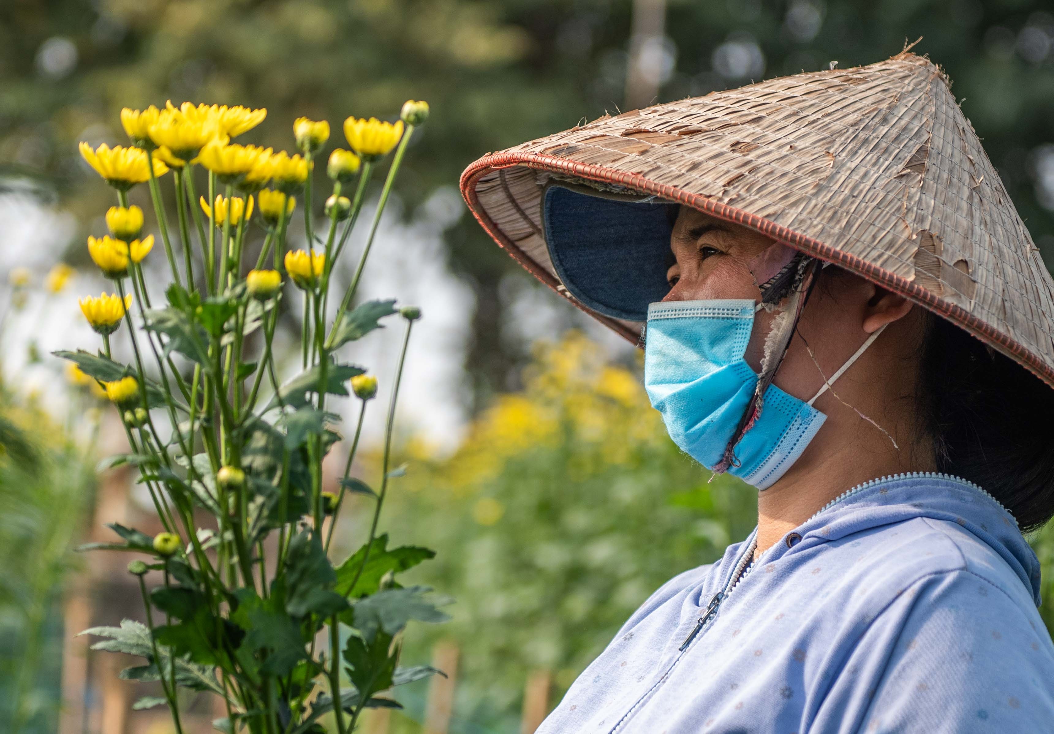 Dan thu hoach hoa cuc ban dip ram thang chap anh 3