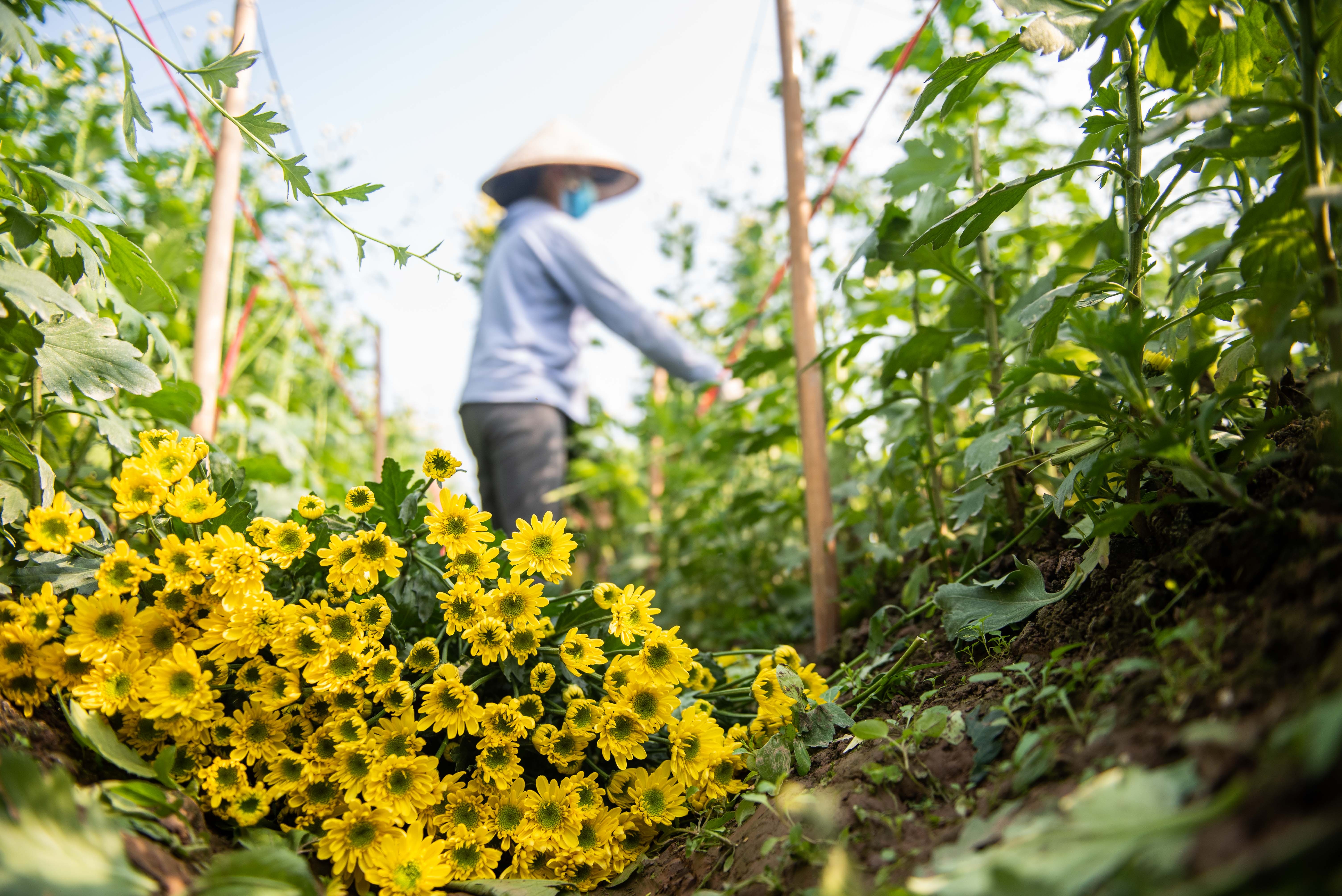 Dan thu hoach hoa cuc ban dip ram thang chap anh 7