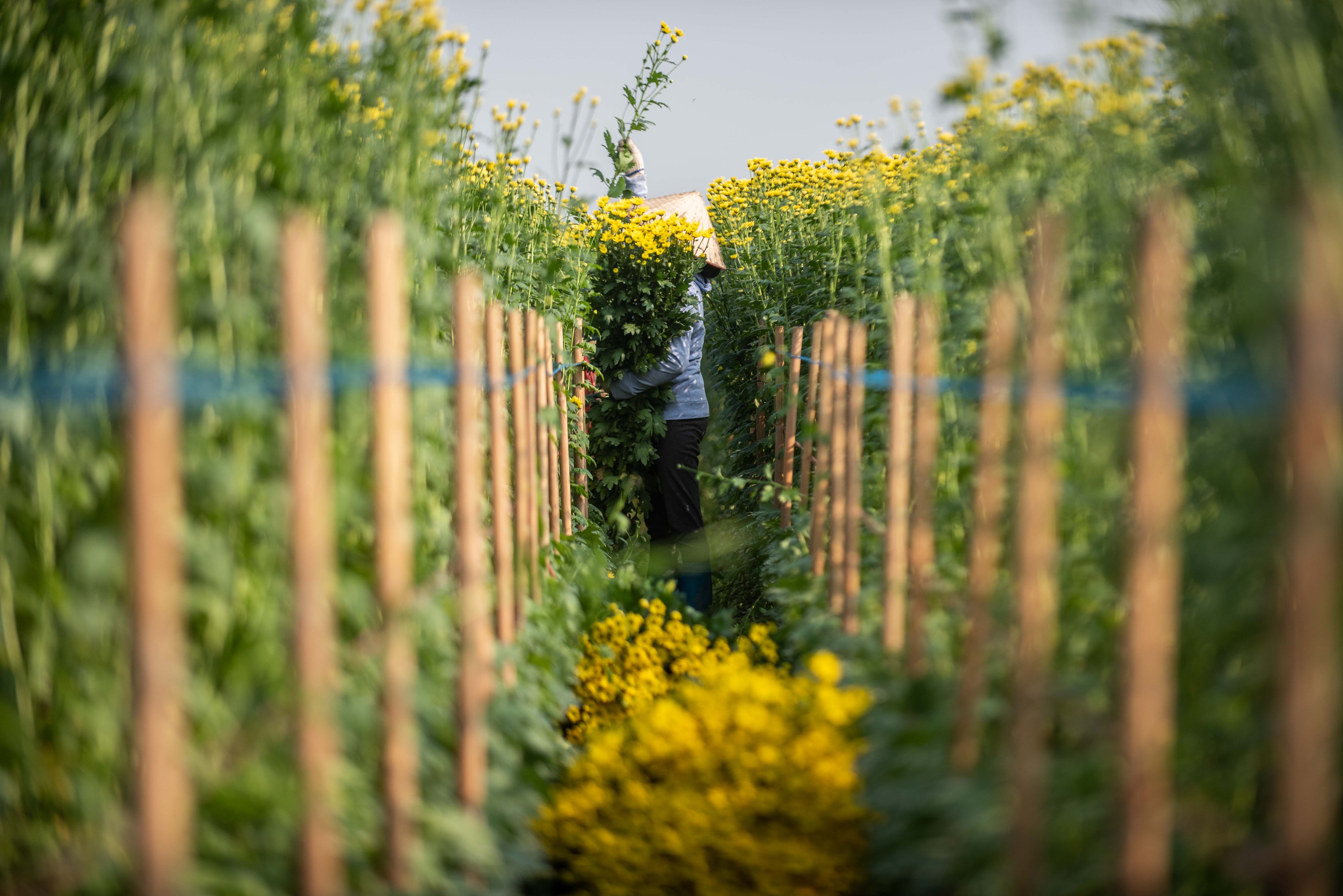 Dan thu hoach hoa cuc ban dip ram thang chap anh 9