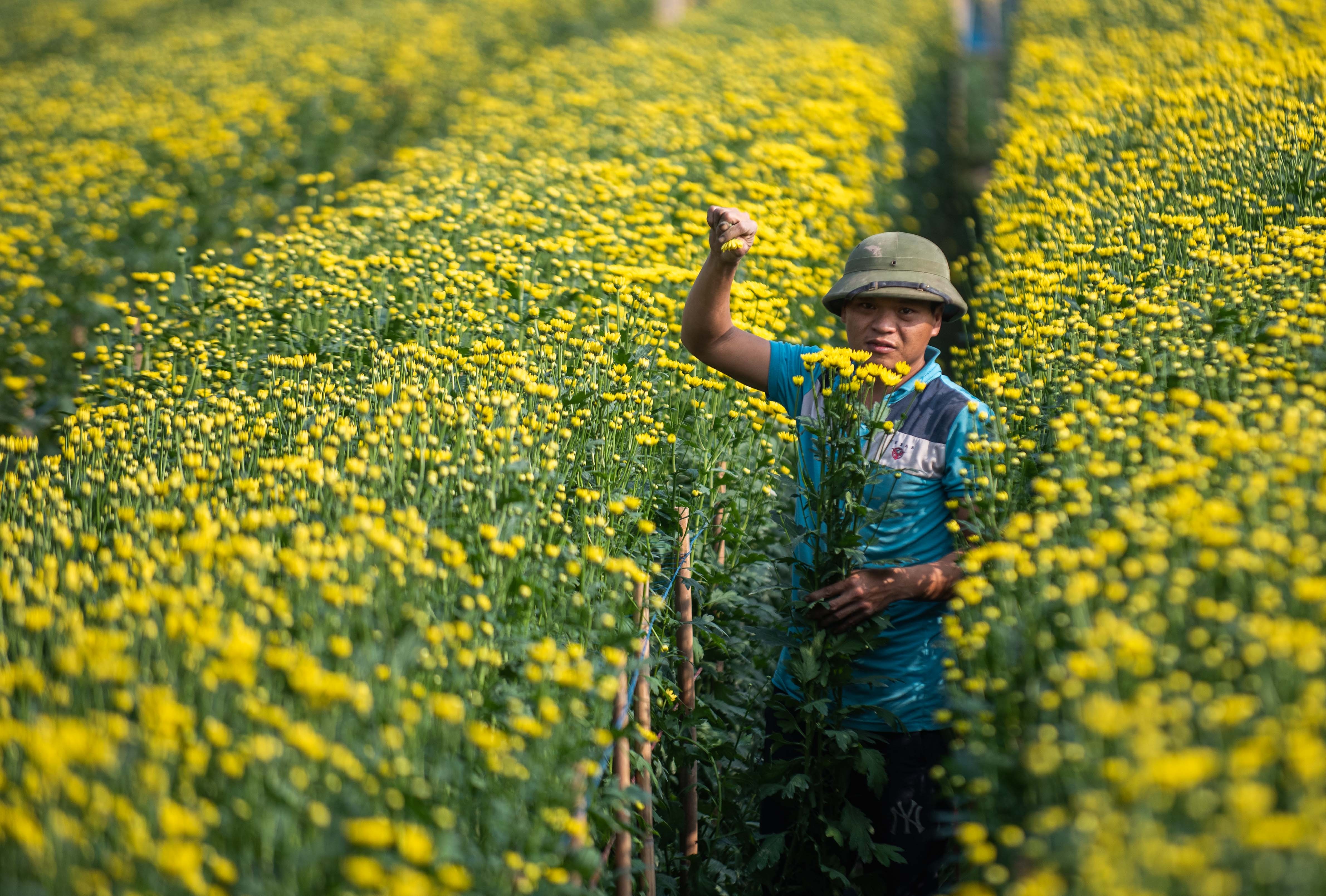 Dan thu hoach hoa cuc ban dip ram thang chap anh 2