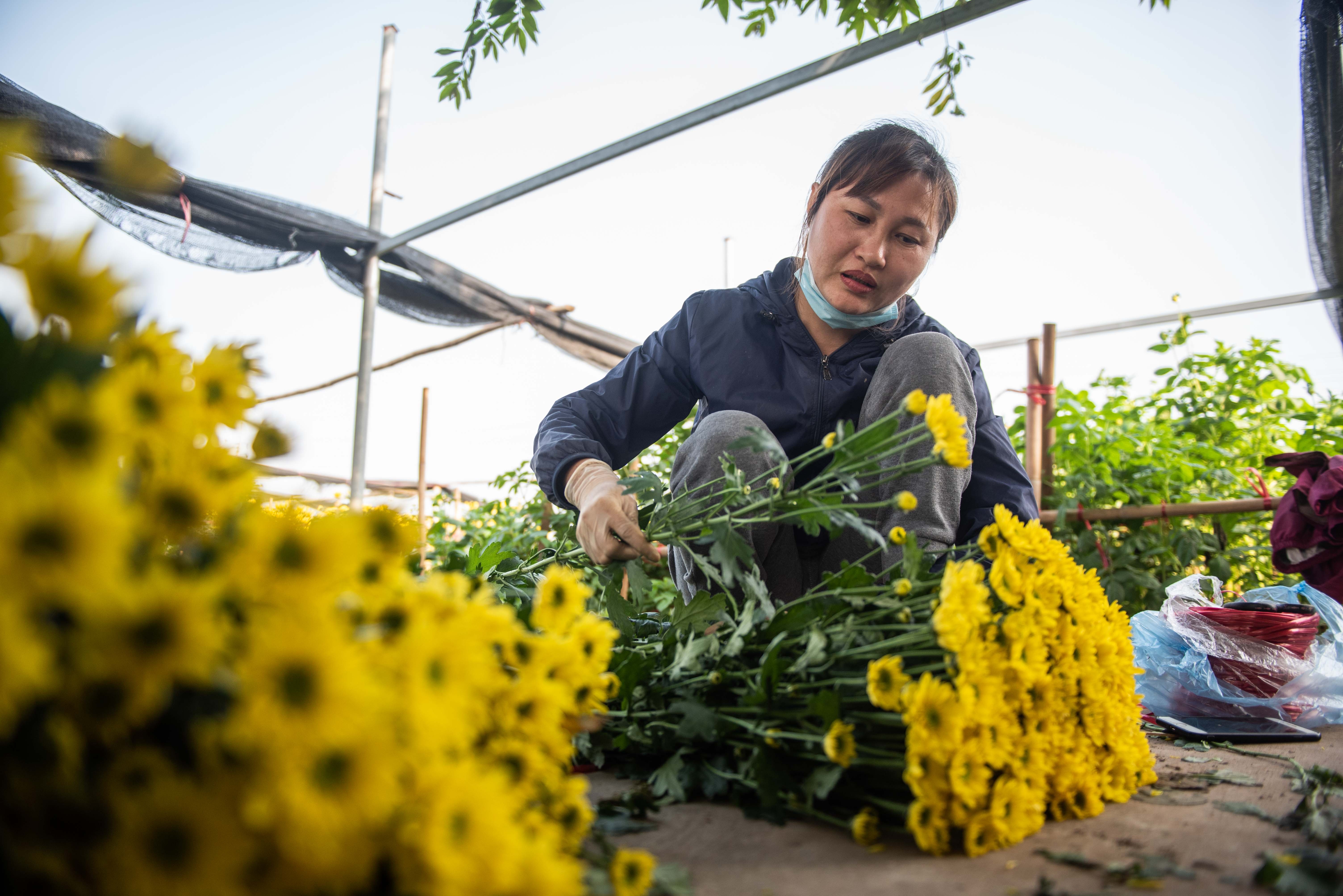 Dan thu hoach hoa cuc ban dip ram thang chap anh 4