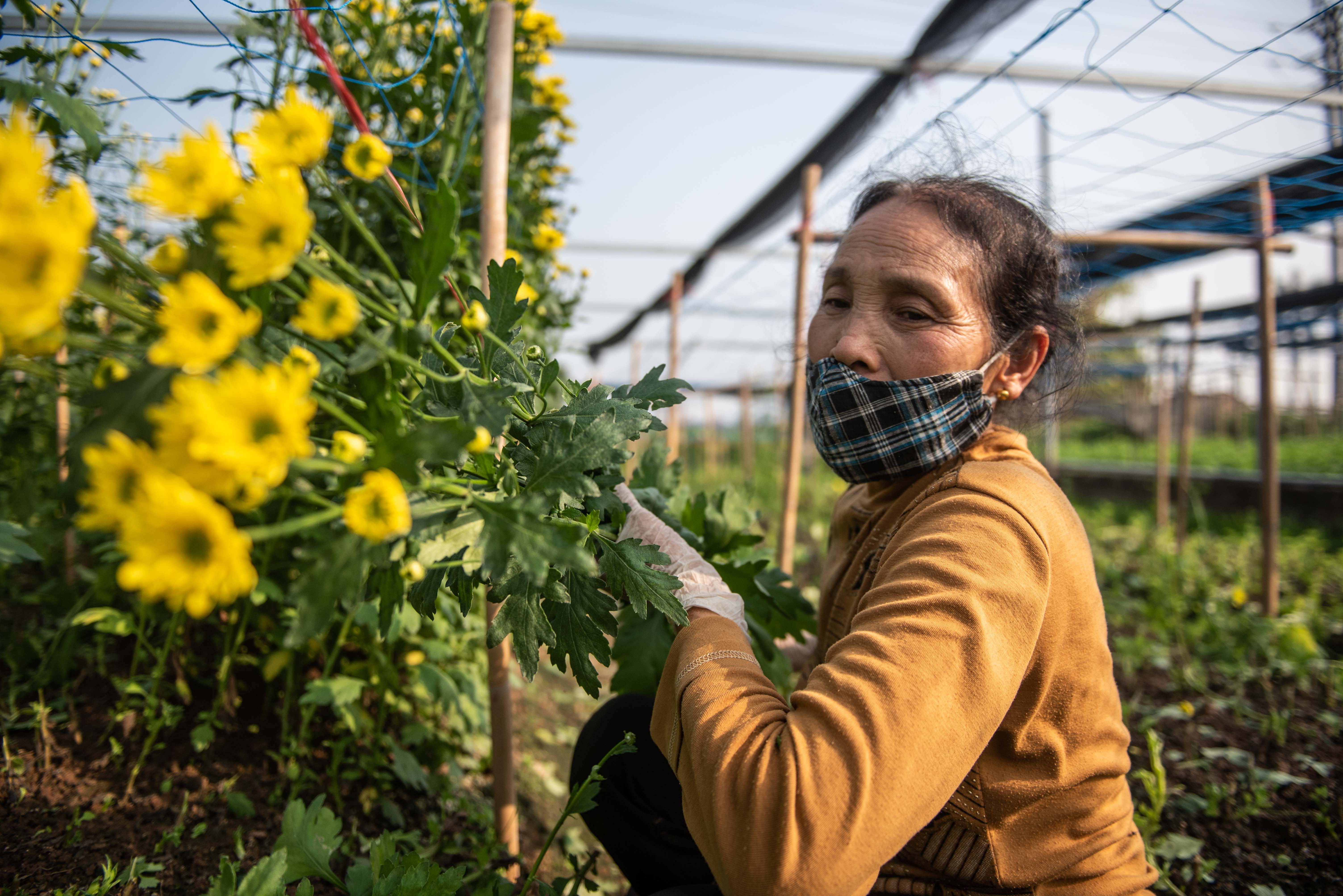 Dan thu hoach hoa cuc ban dip ram thang chap anh 5