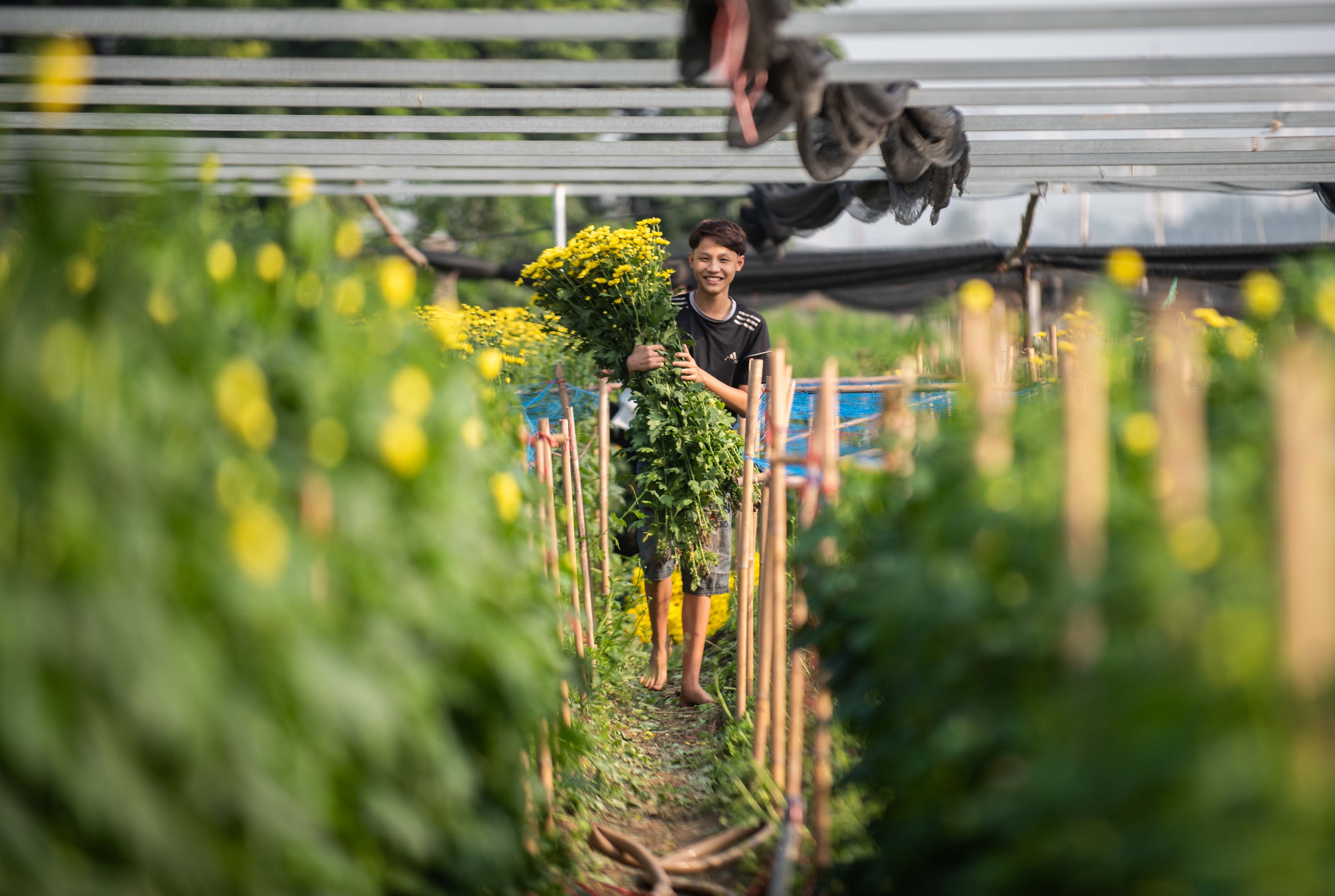 Dan thu hoach hoa cuc ban dip ram thang chap anh 6