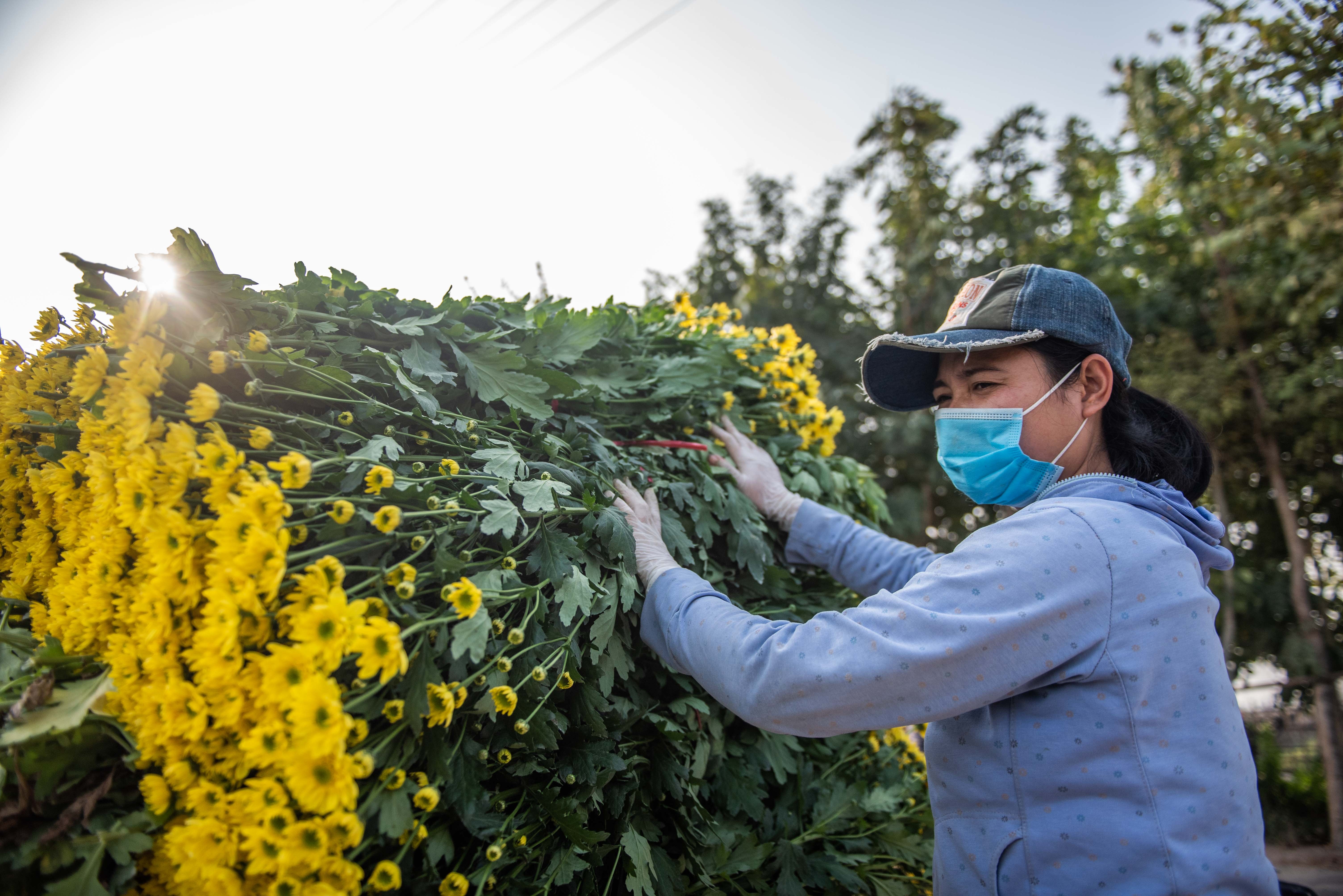 Dan thu hoach hoa cuc ban dip ram thang chap anh 10