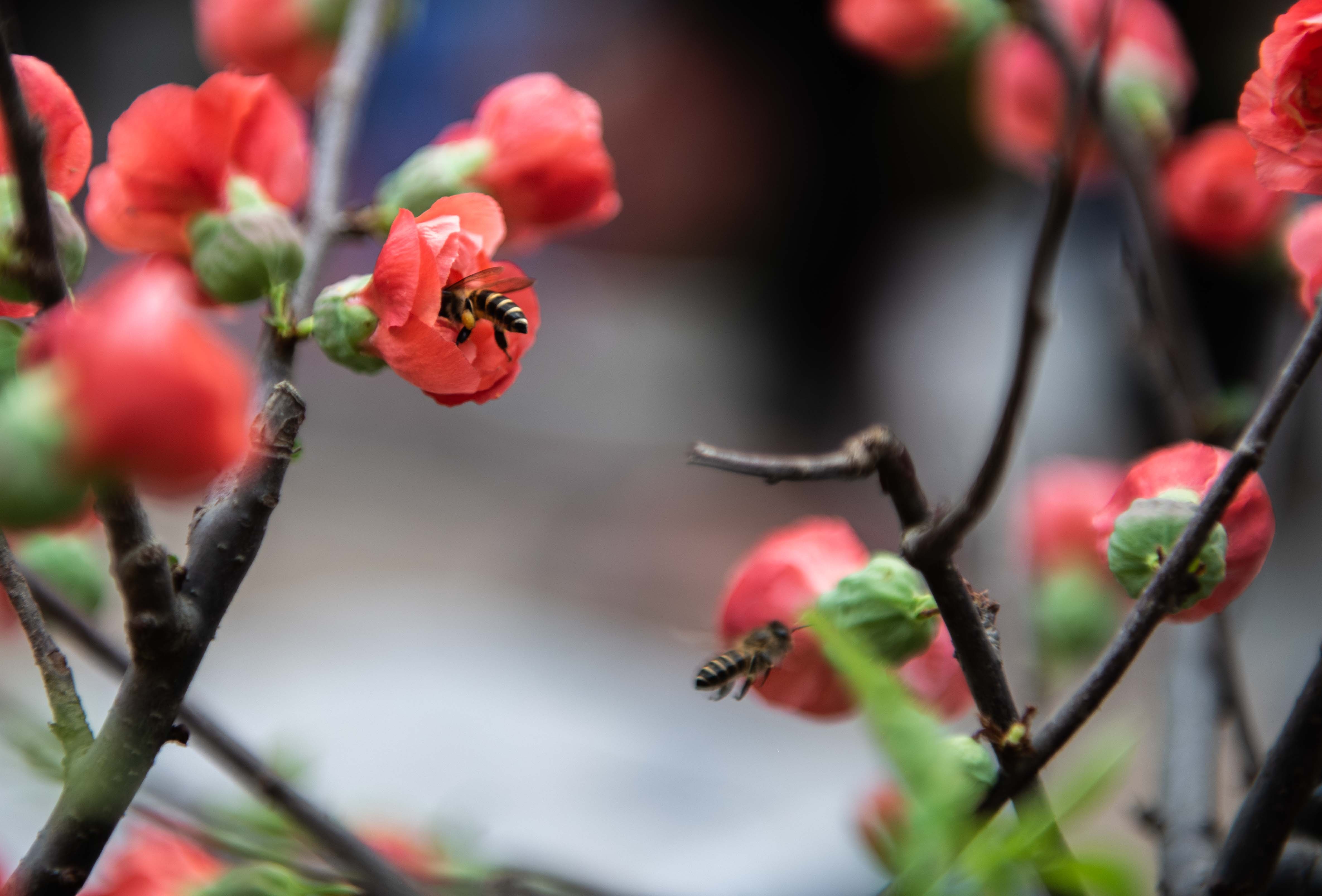 Cho hoa hang luoc chieu 30 tet anh 9