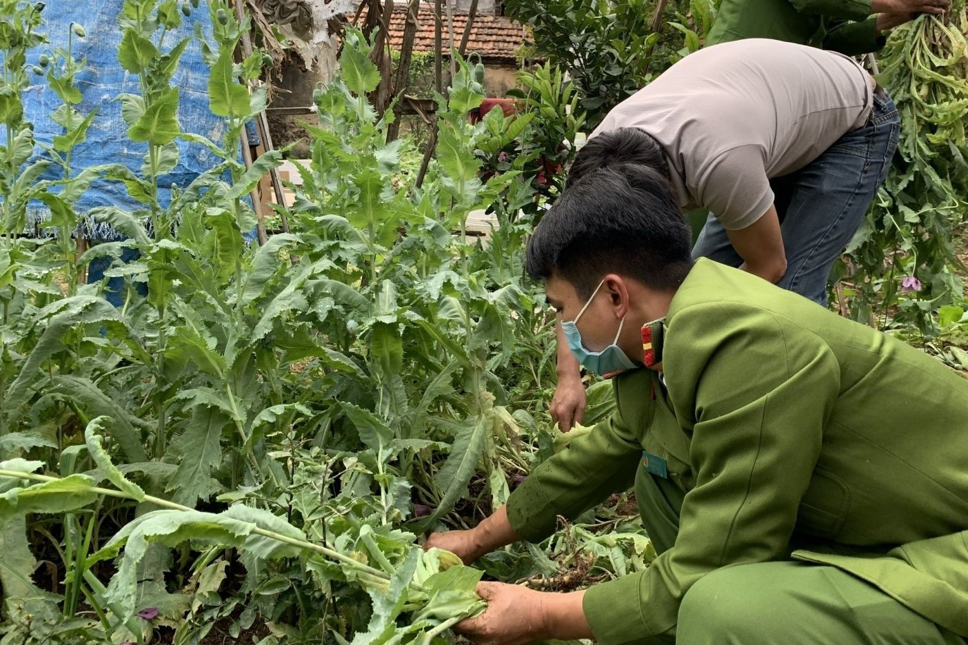 Trong gan 3.000 cay can sa, anh tuc tai vuon nha hinh anh