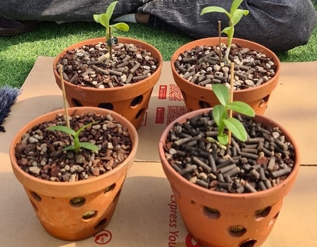 lua dao giao dich hoa lan dot bien anh 1