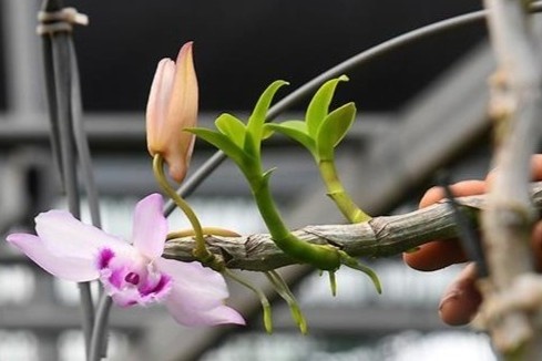 Co xu ly hinh su chu vuon lan bi to bo tron cung 200 ty dong? hinh anh