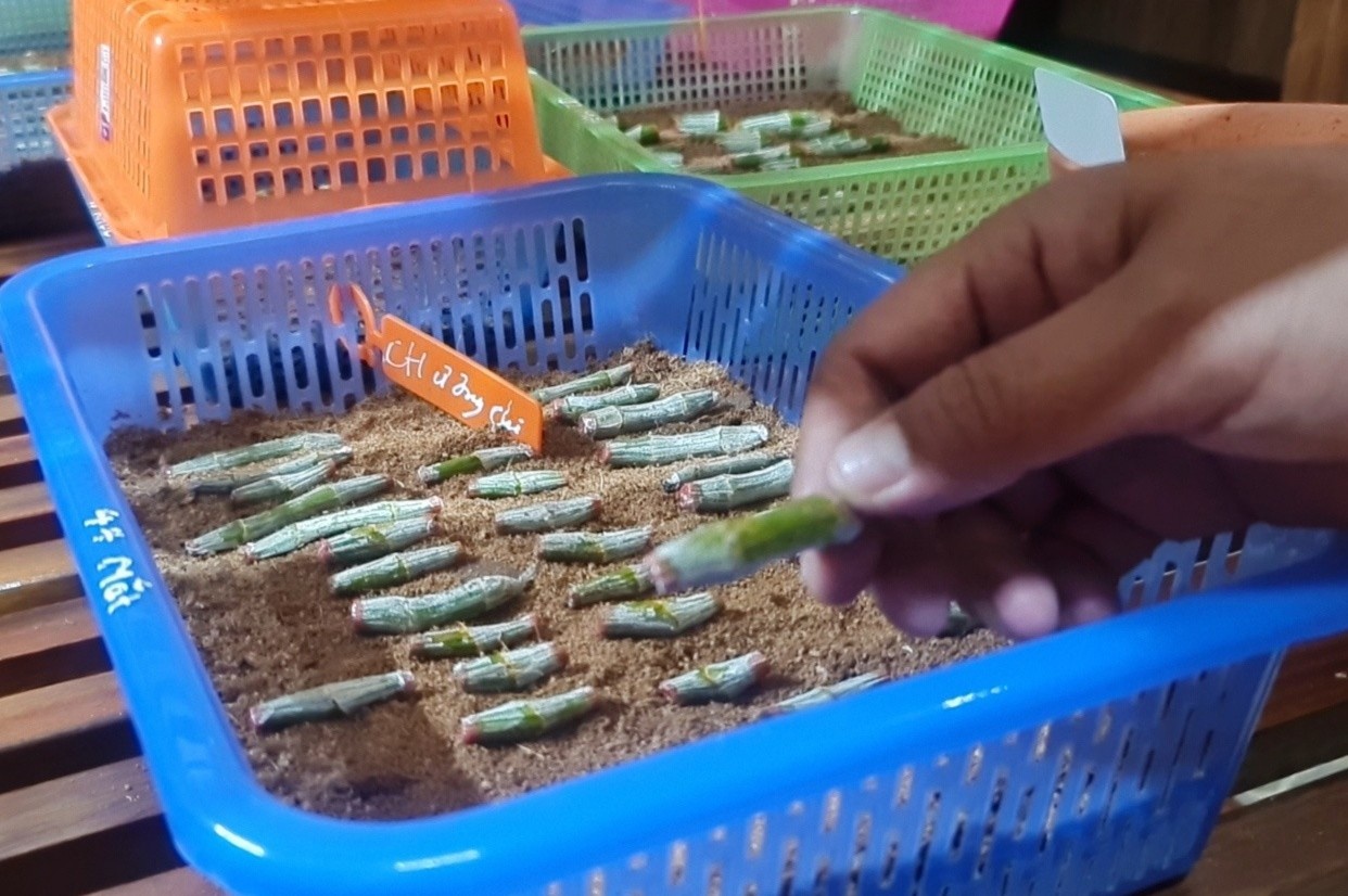 Vo no ca chuc ty, vao tu vi lan dot bien hinh anh