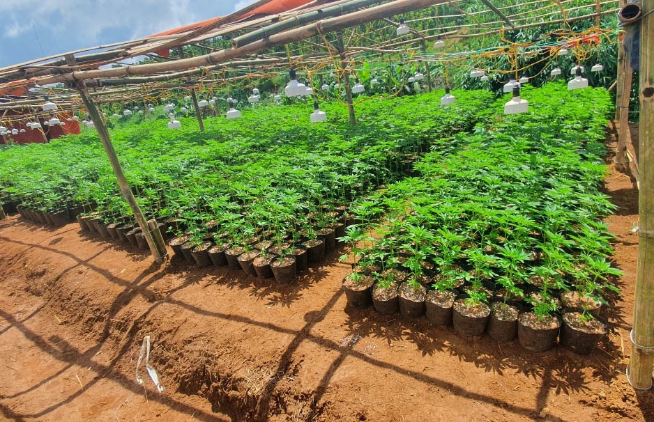 Tinh trang trong cay can sa anh 1