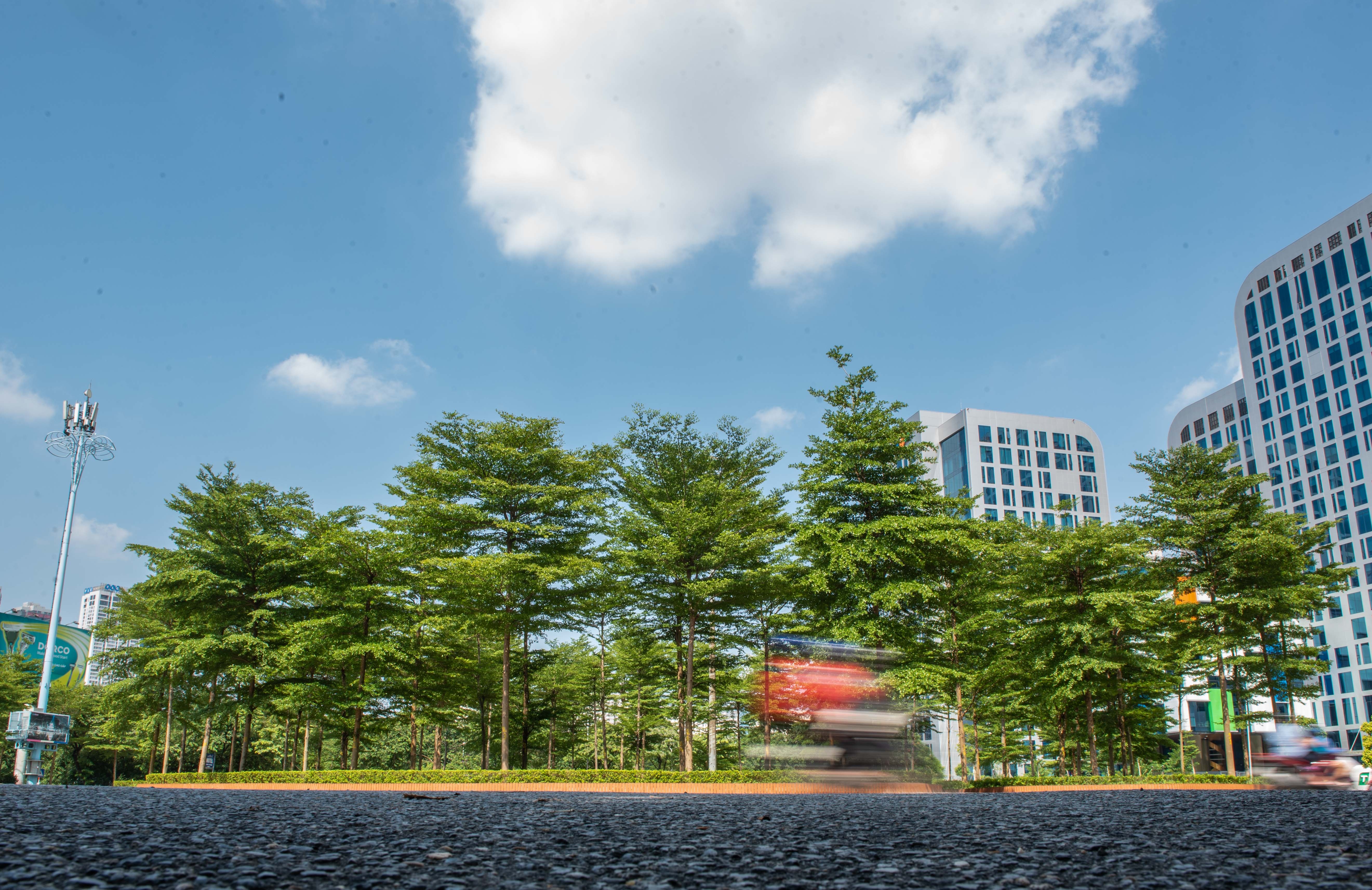 Nang khong gia cay cha la va bang la nho anh 1