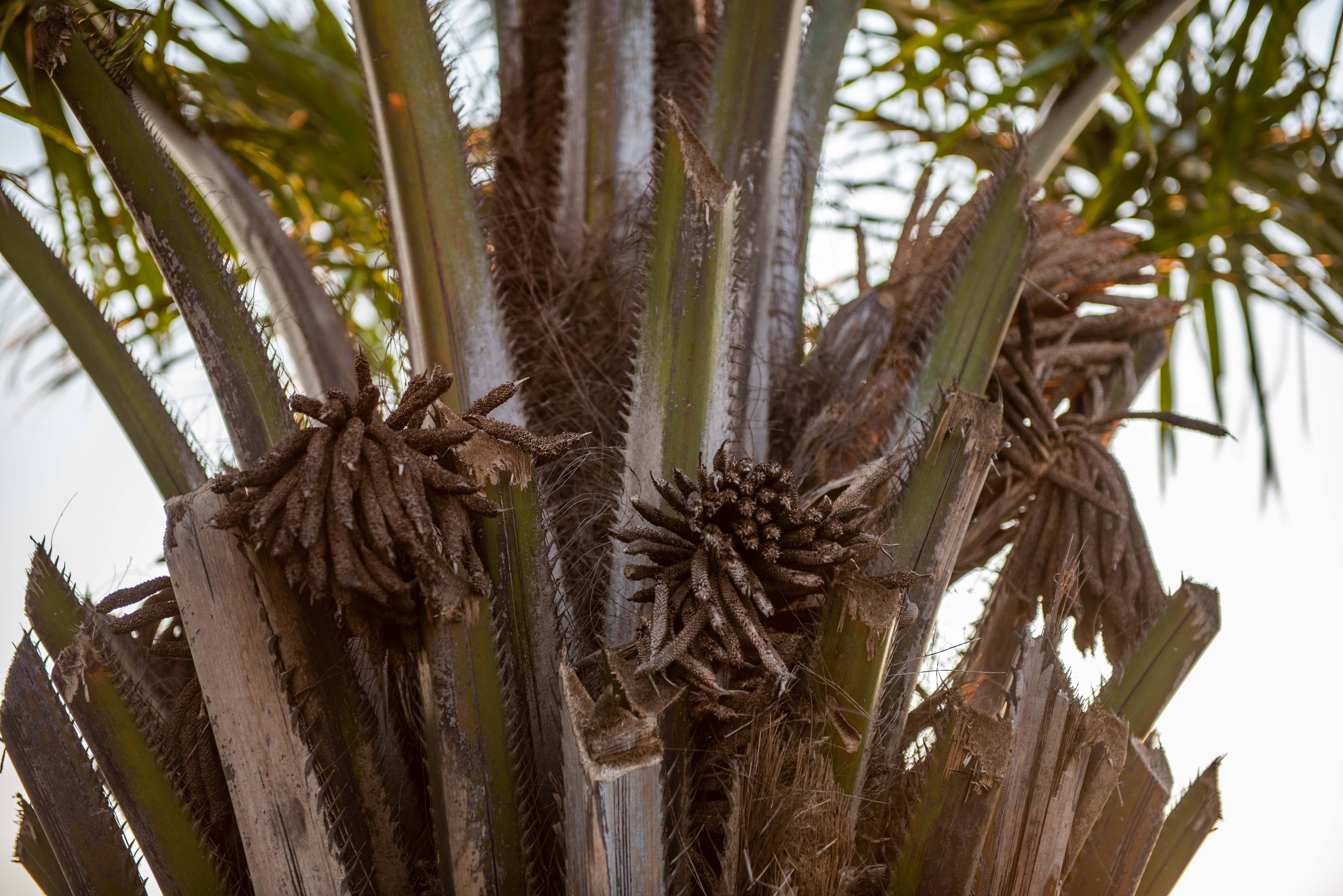 Nang khong gia cay cha la va bang la nho anh 13