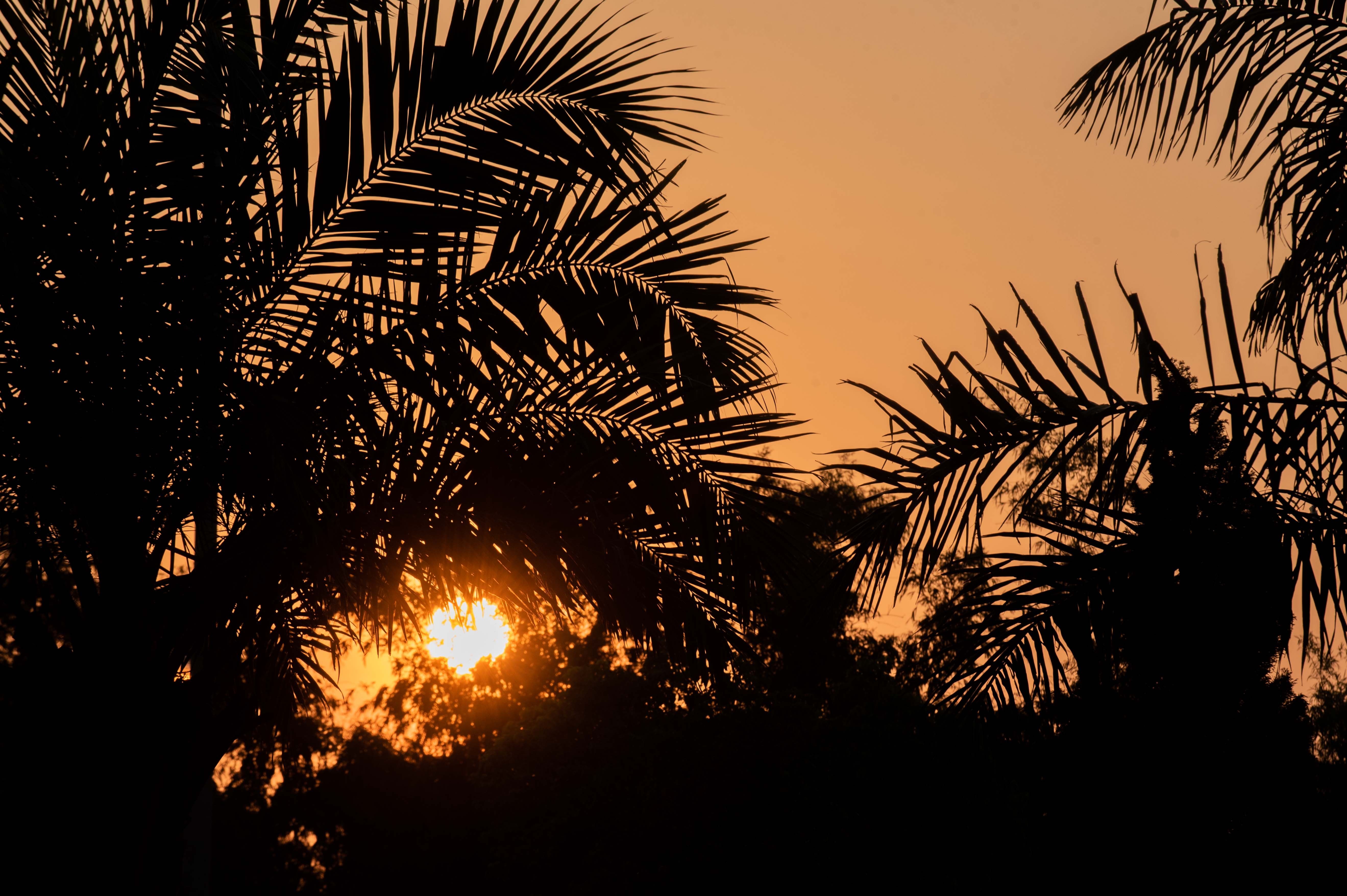 Nang khong gia cay cha la va bang la nho anh 11