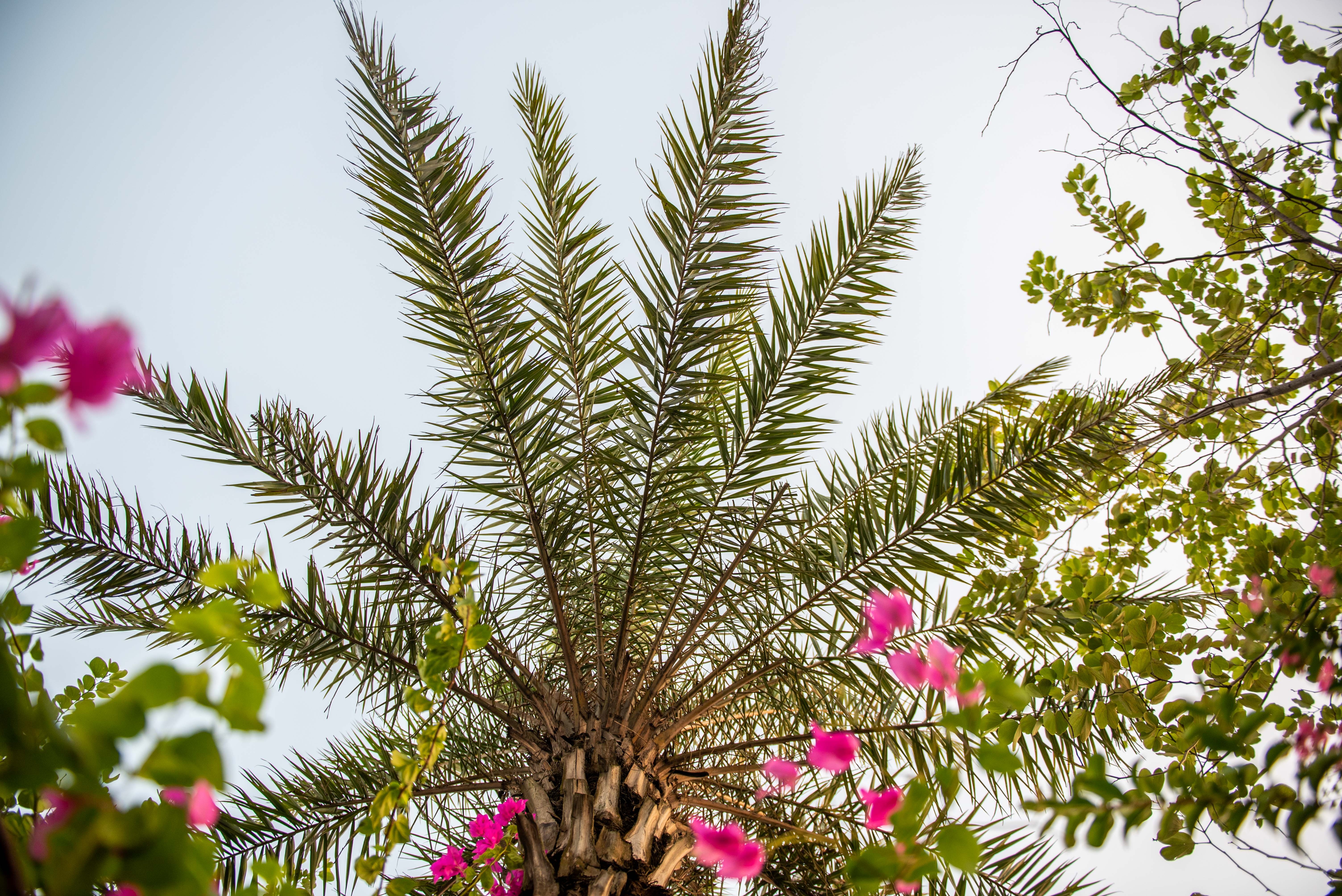 Nang khong gia cay cha la va bang la nho anh 9