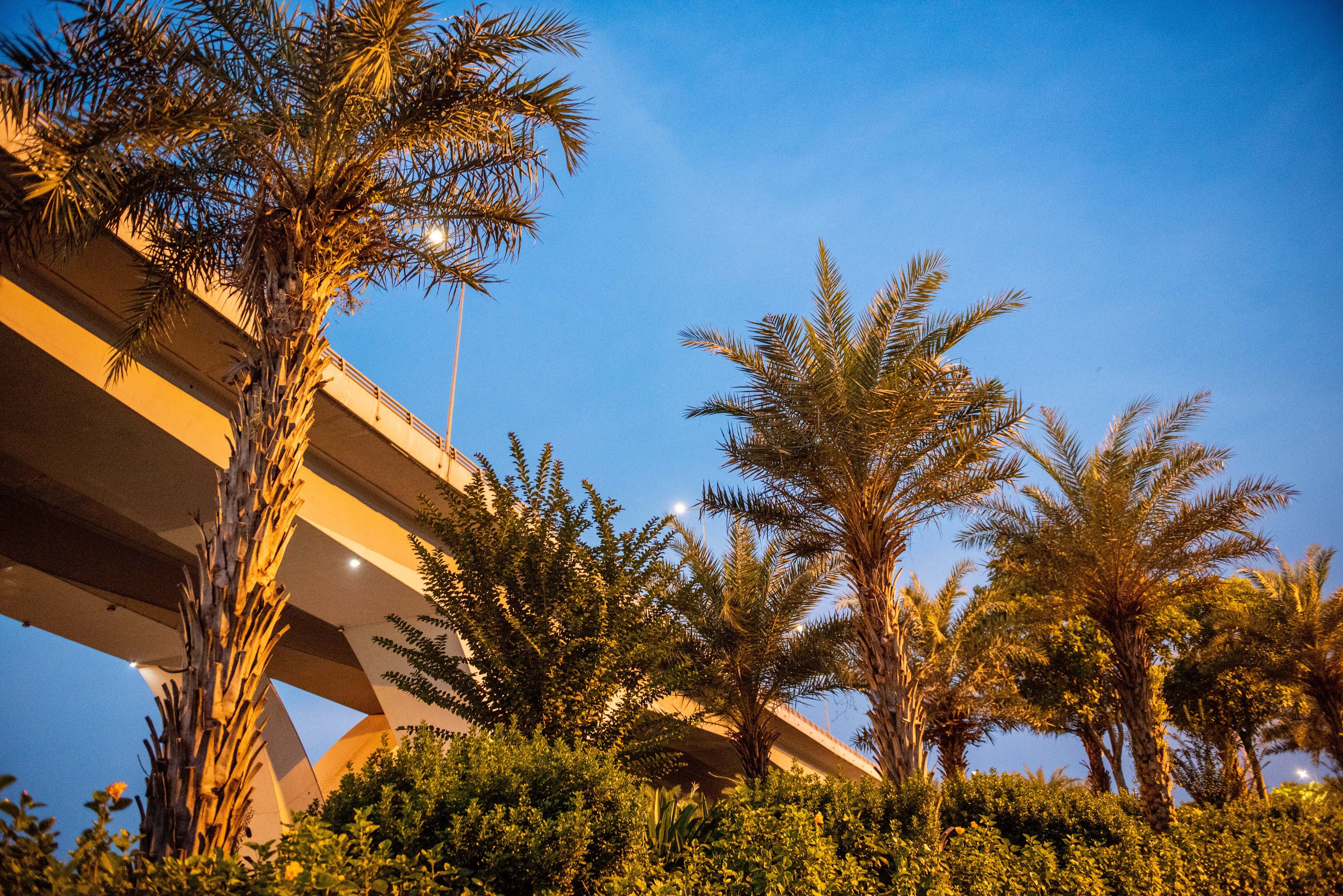 Nang khong gia cay cha la va bang la nho anh 12