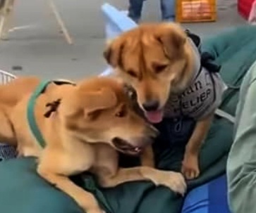 Tu y tieu huy dan cho co dung quy dinh? hinh anh