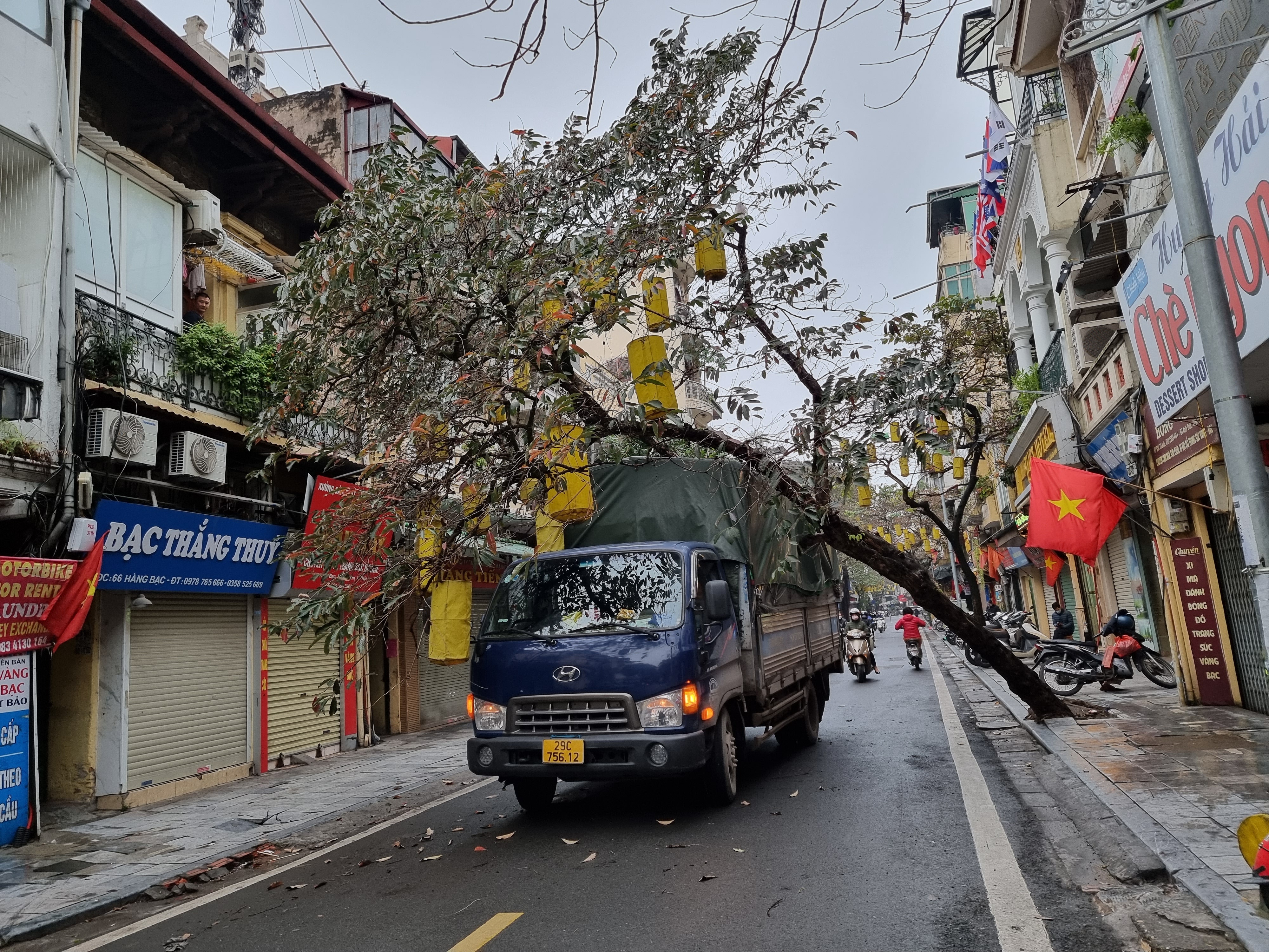 Cay xanh bat goc anh 1