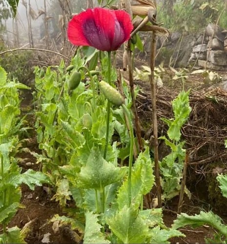 Trong hon 8.000 cay thuoc phien anh 1