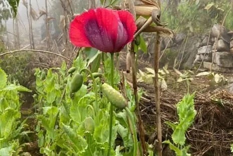 Hai nguoi dan ong trong hon 8.000 cay thuoc phien hinh anh