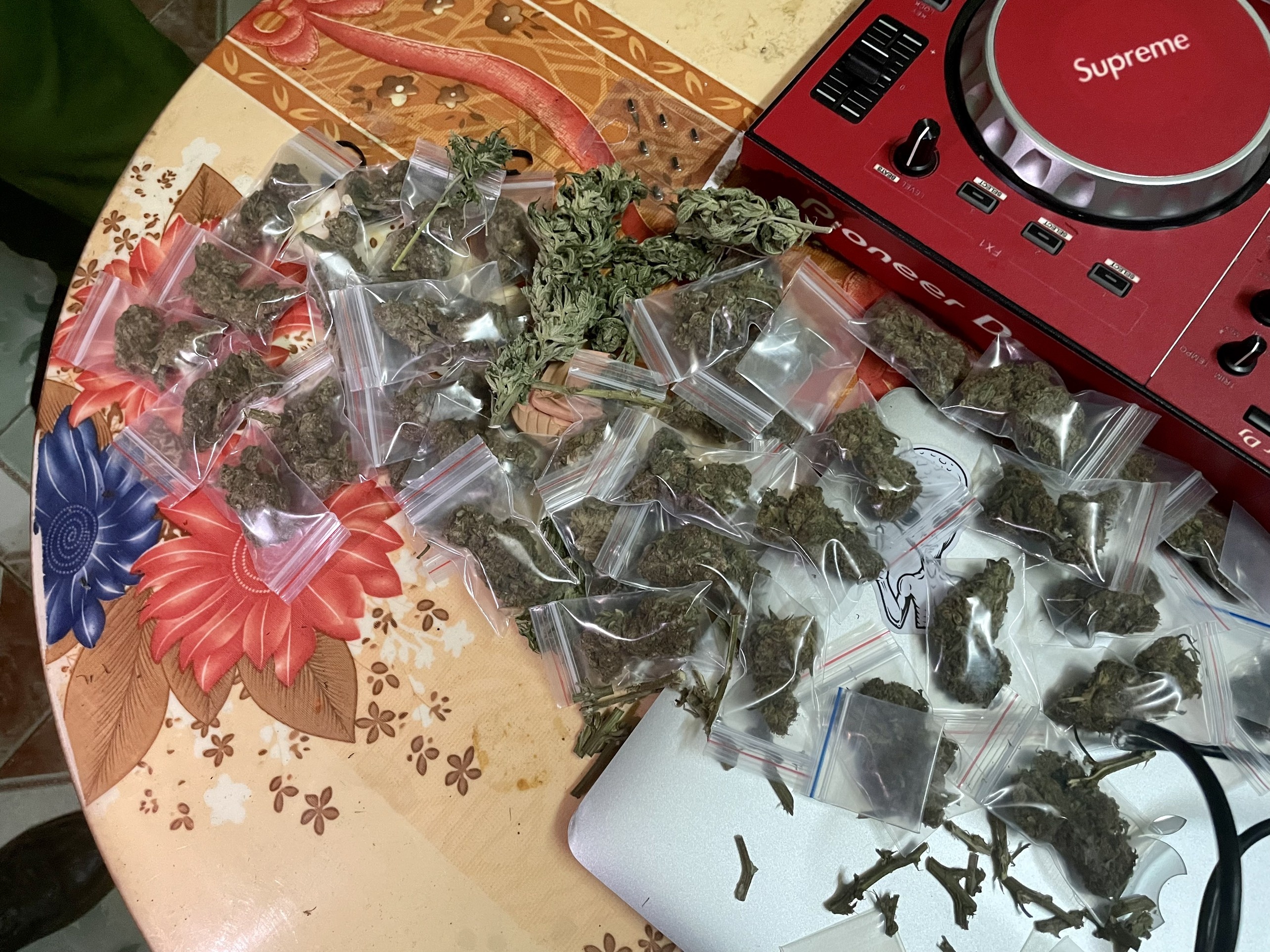 trồng cần sa tại nhà ảnh 2 trong can sa tai nha anh 2