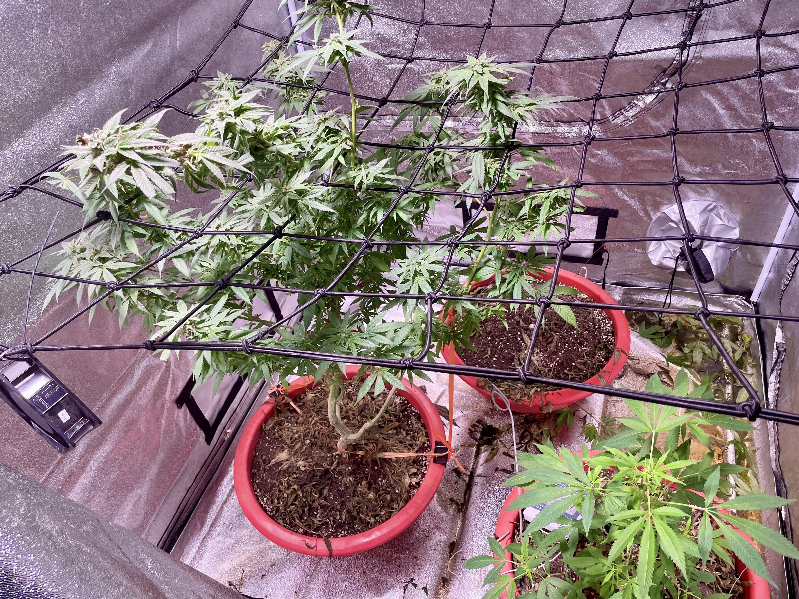 Trong can sa tai nha de tang ban be hinh anh