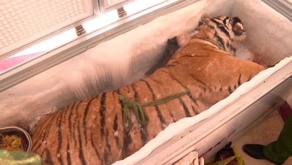 Ho nang hon 200 kg tren oto hinh anh