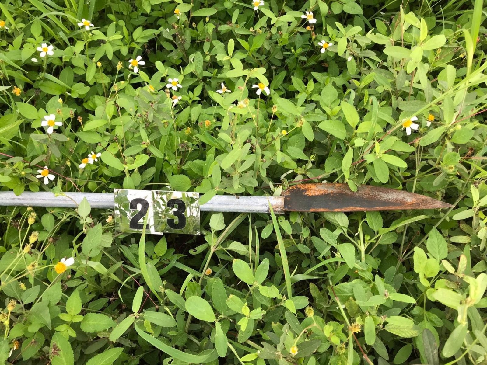 Hon chien o Bac Giang anh 1