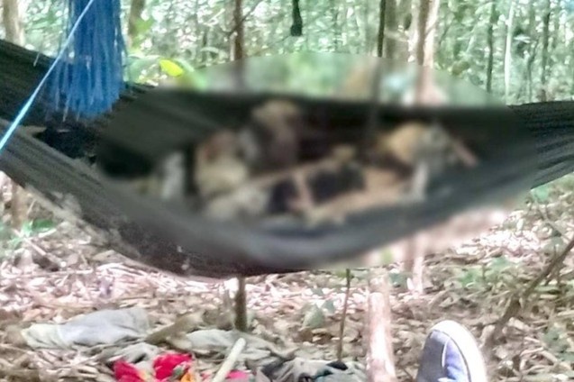 Phat hien 2 bo xuong tren vong mac trong rung hinh anh