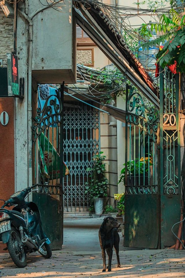 Hà Nội yên bình qua ảnh ảnh 9 Ha Noi yen binh qua anh anh 9