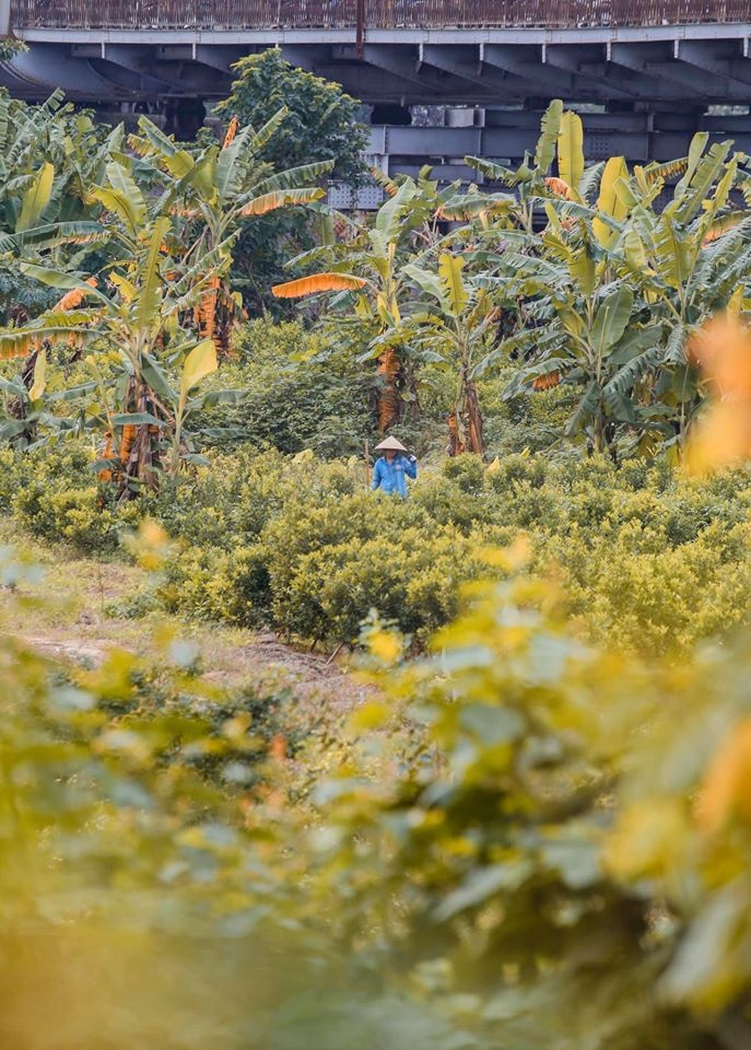 Hà Nội yên bình qua ảnh ảnh 20 Ha Noi yen binh qua anh anh 20