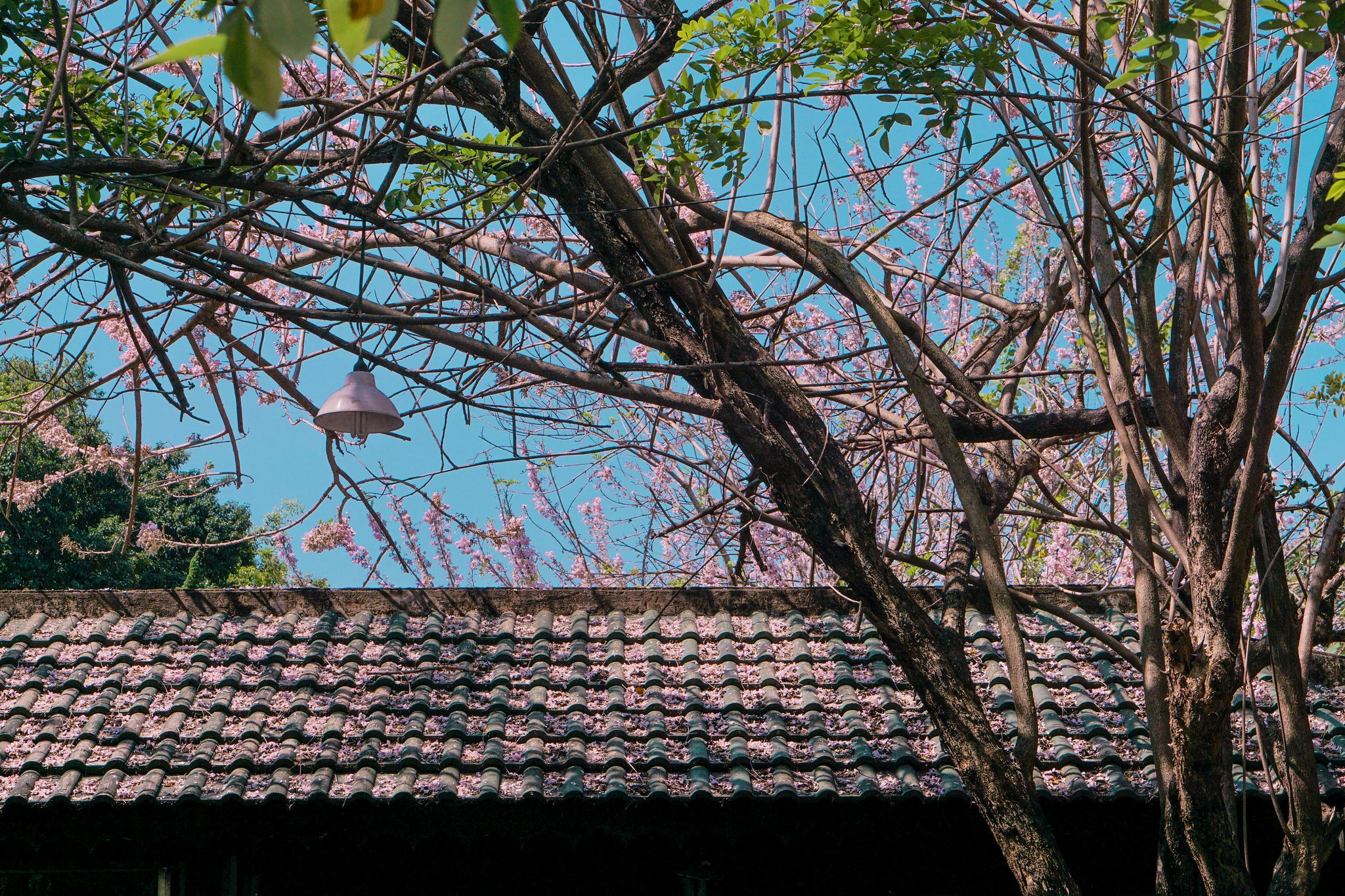Huế ảnh 9 Hue anh 9